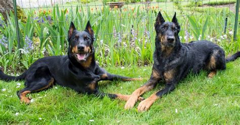 Beauceron vs Doberman: Are They Different? - A-Z Animals