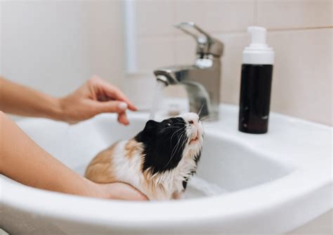 How To Bathe A Guinea Pig - Four Paw City