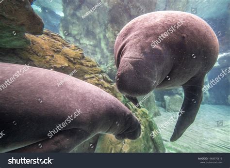 Baby Newborn Manatee Close Portrait Underwater Stock Photo 1968970813 | Shutterstock