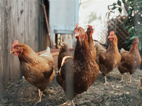 A Guide to Chicken Ownership in New York City - CitySignal