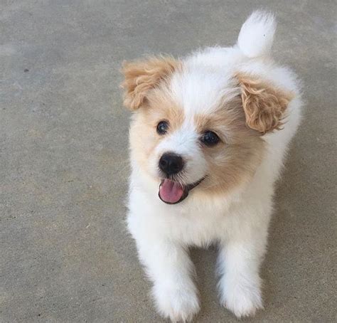 Pomeranian X Poodle Puppy