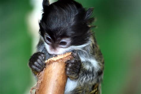 File:Baby tamarin 5.JPG - Wikimedia Commons