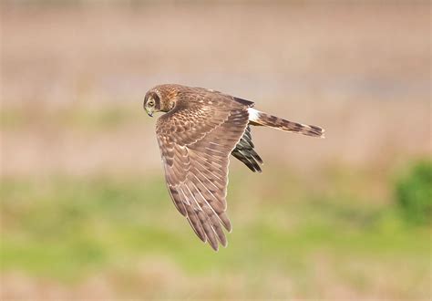 Harrier Hen Hunting Photograph by Loree Johnson | Fine Art America