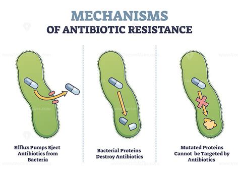 Antibiotic resistance outline diagram, illustrated mechanism in bacteria cell in 2022 ...