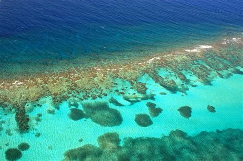 New algae threatens conservation of Caribbean coral reefs