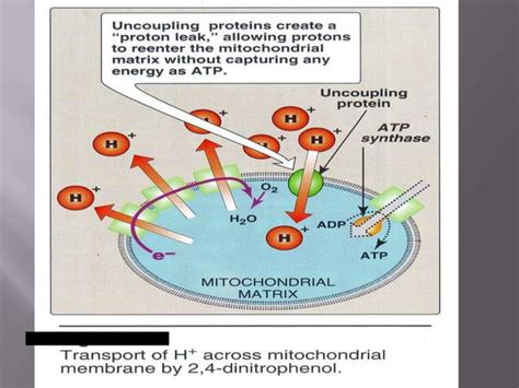 Chemiosmotic theory