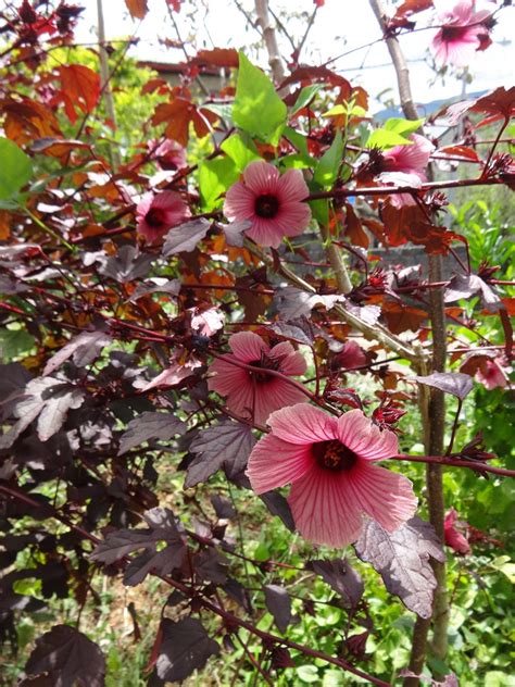 Herbs from Distant Lands: Hibiscus acetosella - Cranberry Hibiscus