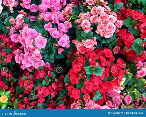 Bed of roses stock image. Image of background, roses - 157308273