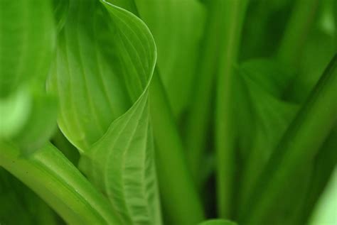 Plant Green Leaves In Macro Shot Photography Macro Image Free Photo