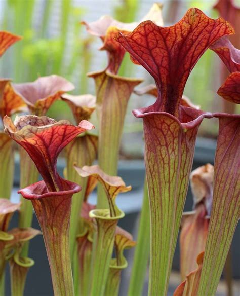 North American Pitcher Plant - Sarracenia - Carnivorous Plant Resource