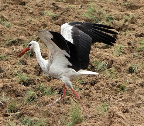 When the White Storks return to South Africa - Amohela Ho Spitskop