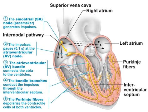 Hearts Conduction System in Order | Order Of Cardiac Conduction System Order the impulse passes ...