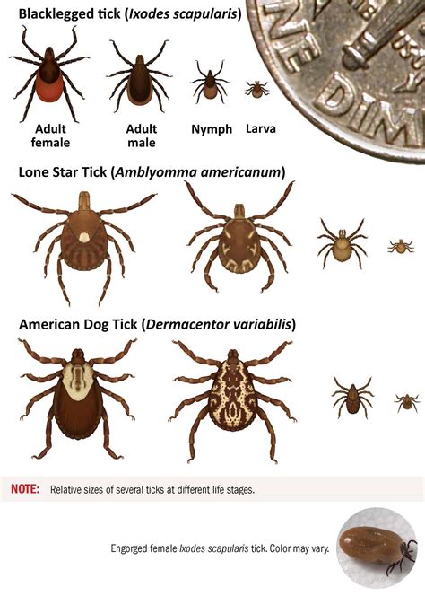 Researchers Enlist Community Help in Studying Increase of Ticks in ...