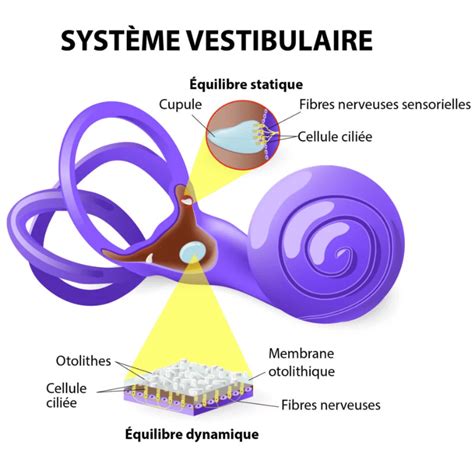 Névrite vestibulaire : causes, symptômes et traitements