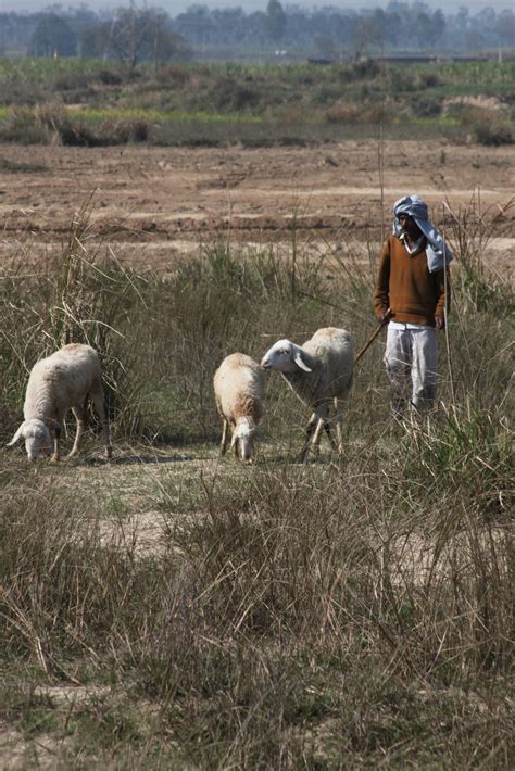 NLM helps entrepreneurs take a step towards sheep, goat farming ...