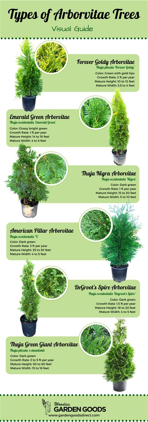 How to Plant Arborvitae Trees - Plant Guide | Garden Goods Direct