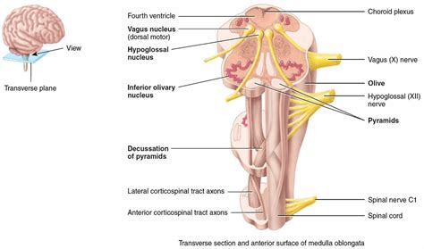 Medulla oblongata anatomy, function, location & medulla oblongata damage