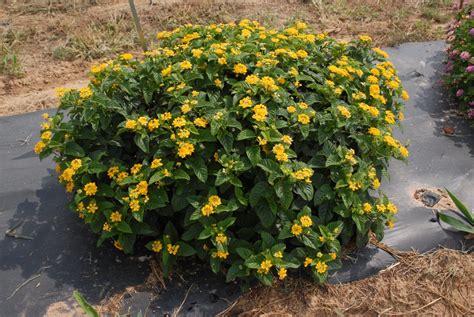 Lantana Camara (Common Lantana, Lantana, Red Sage, Shrub, 55% OFF