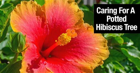 Hibiscus Tree: How To Grow And Care For A Hibiscus Plant