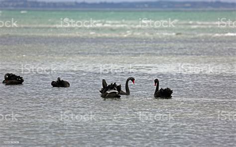 Black Swan Group Stock Photo - Download Image Now - Animal, Animal ...