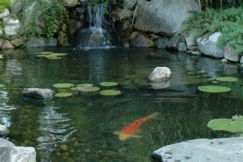 5 Reasons to Build a Koi Pond