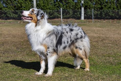 Common Australian Shepherd Health Issues | BARK Post