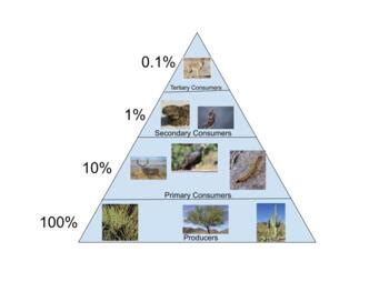 Desert Food Pyramid