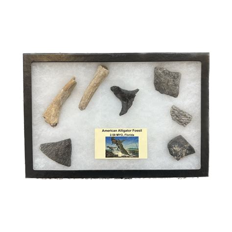 Collector Riker Box- American Alligator Fossils » Prehistoric Online