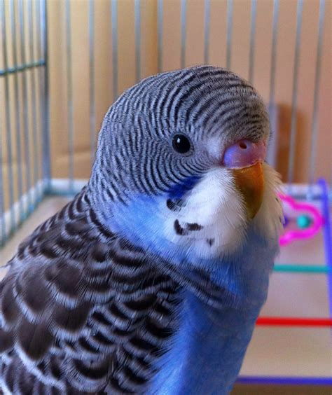 Budgies are Awesome: Budgie of the Month: Pico