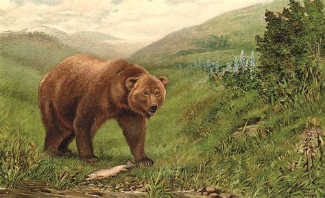 California Grizzly Bears Extinct; Some Want To Reintroduce ‘Cousins’ To ...