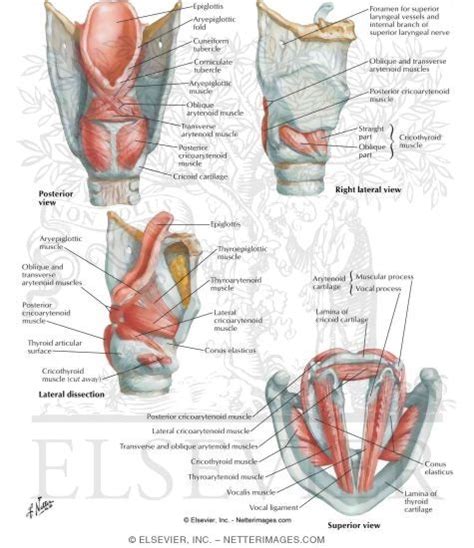 Intrinsic Muscles of Larynx