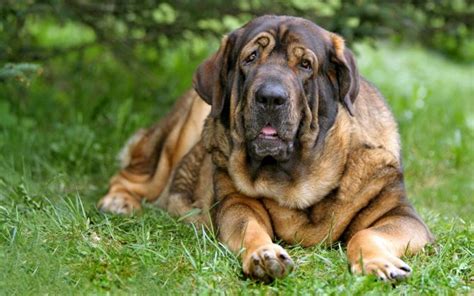 Spanish Mastiff – fearless and loving | DinoAnimals.com