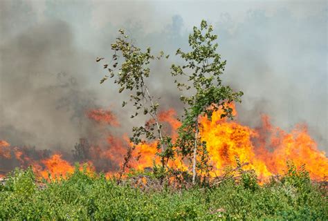 Louisiana plagued by unprecedented wildfires as largest active blaze ...