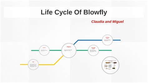 Life Cycle Of A Blowfly by Claudia Diaz on Prezi