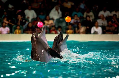 Dubai Dolphinarium - Haider Tourism LLC | Dubai dolphinarium, Dubai, Tourism