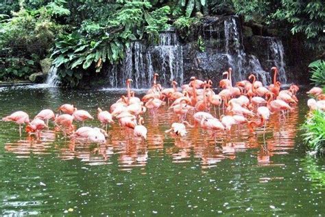 Flamingo Wildlife Habitat Attractions - Clark County Travel Review -Jul ...