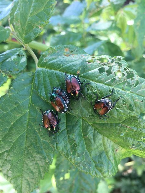 Japanese beetles - PEST CONTROL CANADA