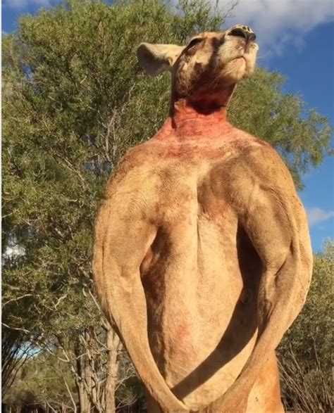 Roger, the ripped kangaroo and ‘true icon,’ has died | FOX8 WGHP