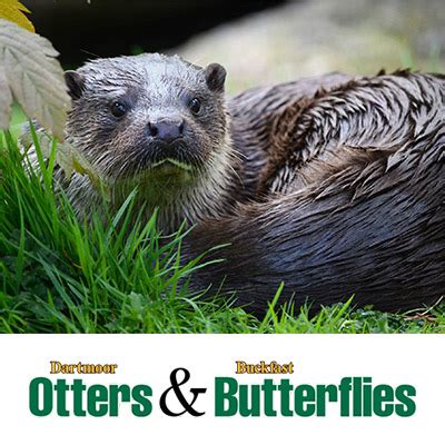 Buckfast Butterfly Farm and Dartmoor Otter Sanctuary - Attractions near ...