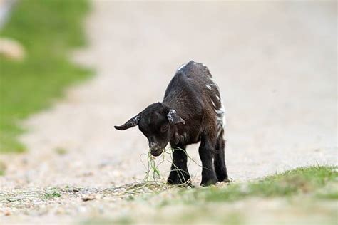 Best Black Baby Goat Stock Photos, Pictures & Royalty-Free Images - iStock