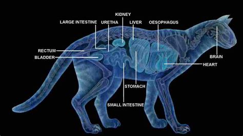 Internal Organs of the Cat