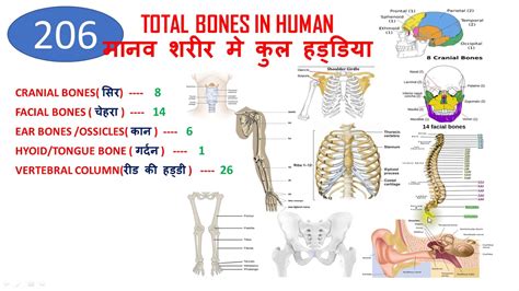 BEST TRICK TO LEARN 206 BONES IN HUMAN BODY | 206 हड्डियों को याद करने ...