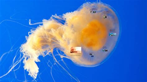 Egg Yolk Jellyfish Invertebrate by William Lindahl on Prezi