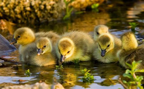 Colorful Baby Ducks Swimming In The Water Wallpaper For Desktop 2880x1800 : Wallpapers13.com