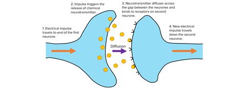 Synapse Diagram Gcse