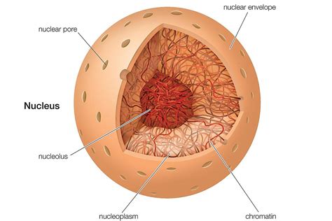 The Nucleus - Definition, Structure, and Function