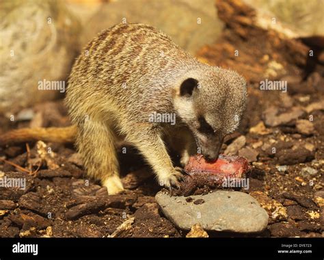 A Meerkat feeding on a chunk of meat Stock Photo - Alamy