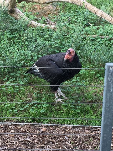 California Condor Habitat, 2920 Zoo Dr, San Diego, CA, Zoos - MapQuest