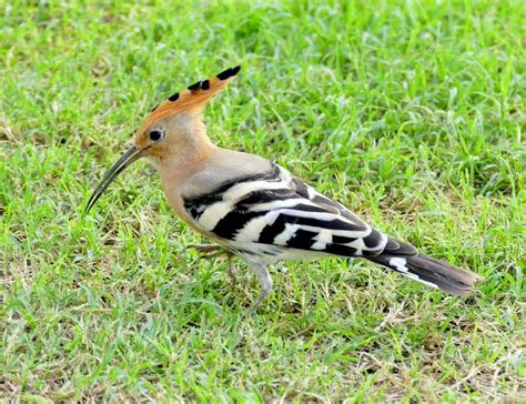 Top 10 Birds With Most Beautiful Crests - The Mysterious World