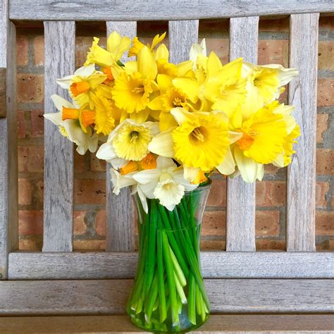 Daffodils Are Here! – My Chicago Botanic Garden